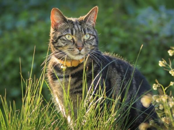 Avoir un chat en bonne santé : voici comment ces félins aident à soulager le stress et la tristesse