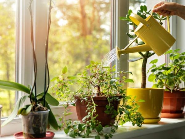 Feng Shui'ye göre "bolluk bitkisi" nedir? Doğru şekilde yerleştirin