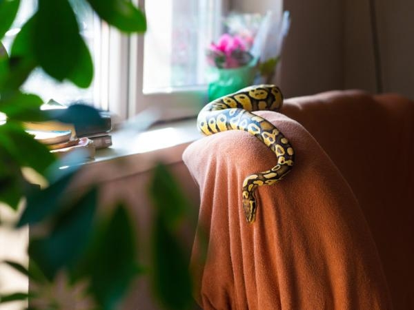 Be careful: What causes snakes to appear around your home?