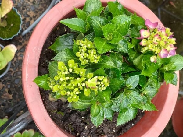 „Sie steht für Einsamkeit“: Die Blume, die Ihrem Zuhause möglicherweise Energie raubt