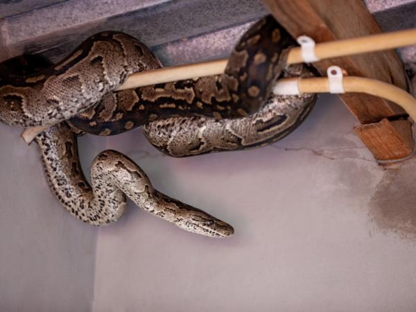 Henüz inşa edilmemiş bir mülkünüz var mı? Bu kovucu sizi yılanlardan koruyabilir