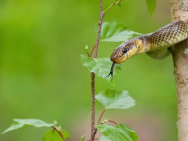 Was bedeutet es laut KI, wenn in Ihren Träumen Schlangen auftauchen?