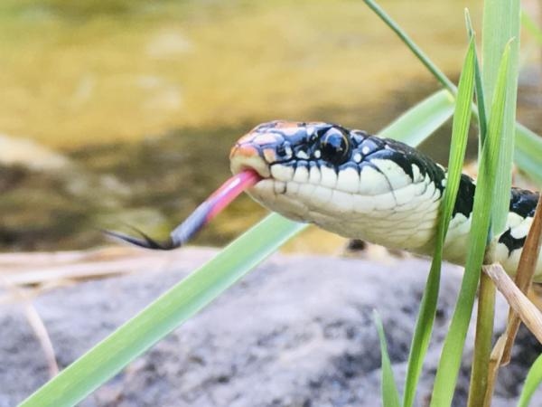 Anotem: 7 cheiros que as cobras 'odeiam' e mantenha-as longe de qualquer lugar
