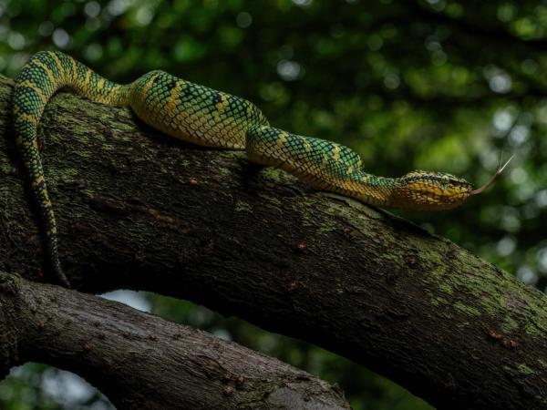 Found a snake? What to do and what not to do when dealing with this animal