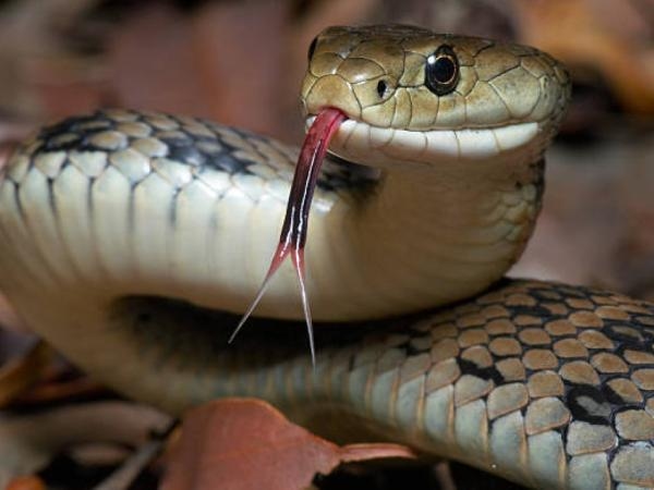 What can happen to me if a snake bites me?