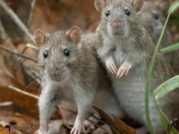 Was bedeutet es laut Psychologie, wenn im Traum Ratten auftauchen?