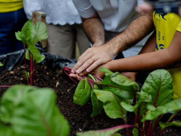 ¿Por qué la albahaca no puede faltar en su cocina? Expertos la recomiendan
