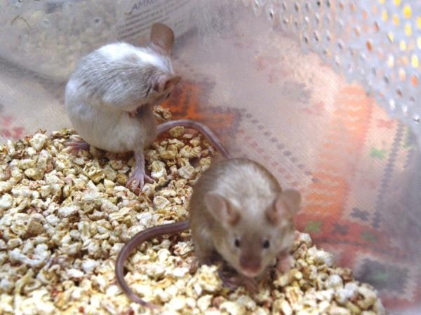 Aléjelas de su casa: ¿cuál es el olor que odian las ratas?
