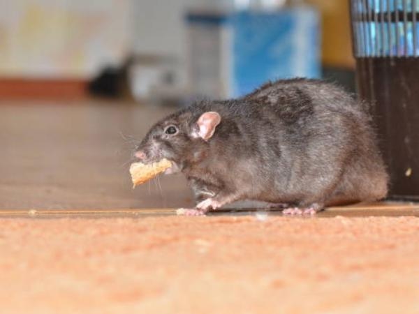 Eles não falham: 5 venenos caseiros (e infalíveis) para ratos e camundongos