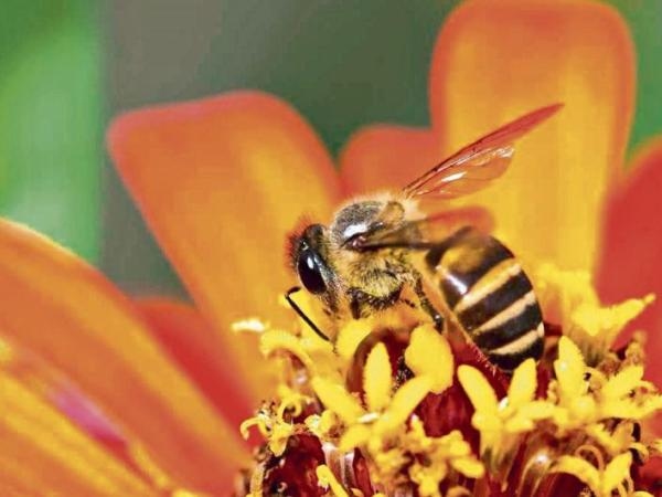 ¿Por qué sin las abejas no podríamos sobrevivir en la Tierra? Esta es su importancia