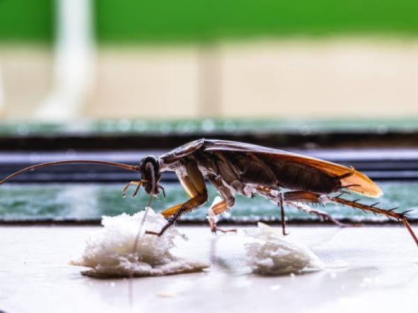 ¿Encontró una cucaracha muerta? Esta es la razón por la que están 'patas arriba'