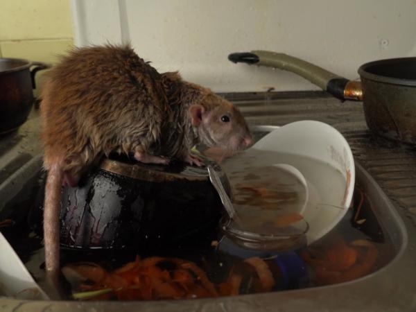 Expertos responden: ¿cómo se controla la aparición de ratas en el hogar?