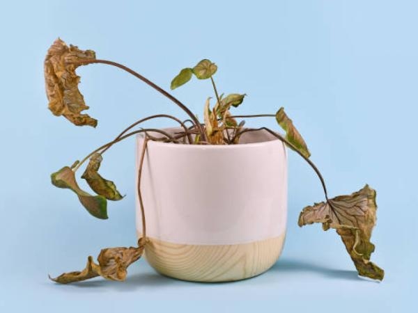 Un experto en jardinería lo reveló: el ingrediente secreto para revivir plantas