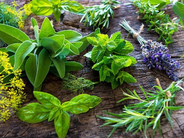 These are the 3 plants that are like insecticides: they repel insects from your home.