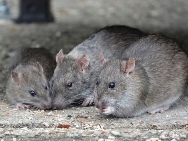 Dit zijn de 7 meest ‘bizarre’ dingen die ratten wegjagen, volgens AI.