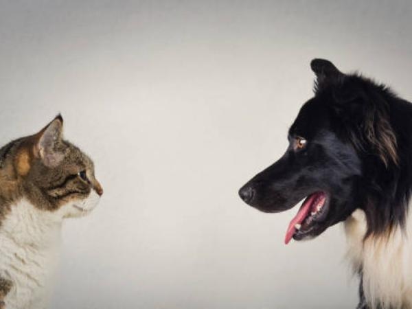 Fin du mystère : voici pourquoi les chats vivent plus longtemps que les chiens