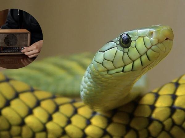 Yılanların 'nefret ettiği' sesler var mıdır? Bu şekilde onları sonsuza dek korkutabilirsiniz.