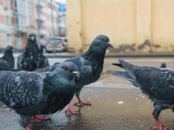 Нашествие голубей в саду? Пять запахов, которые они «ненавидят больше всего»