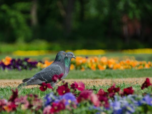 Никаких ядов и странных запахов: гениальный трюк, чтобы отпугнуть голубей от ваших деревьев