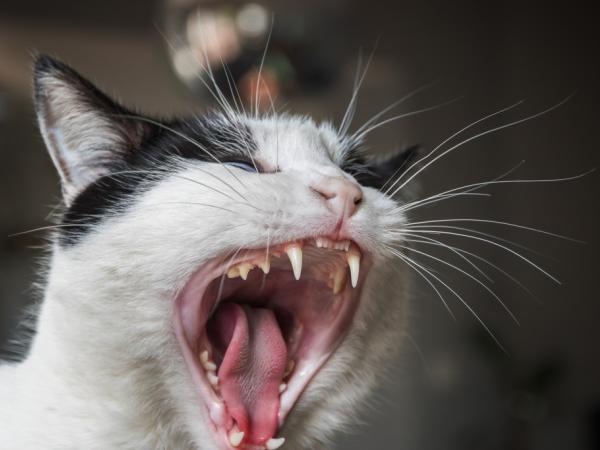 If you don't like cats at home: these are the 4 smells they hate the most