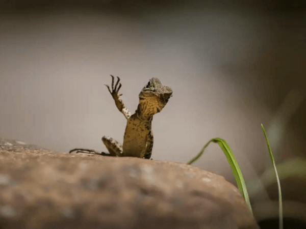 Erg grappig: dierenfoto's die de komische kant van de natuur laten zien