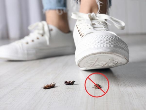Waarom is het volgens een deskundige slecht voor mijn gezondheid om een ​​kakkerlak te pletten om hem te doden?