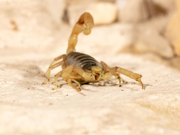 Venimeux ou inoffensif ? Voici comment identifier le caractère nocif d'un scorpion.