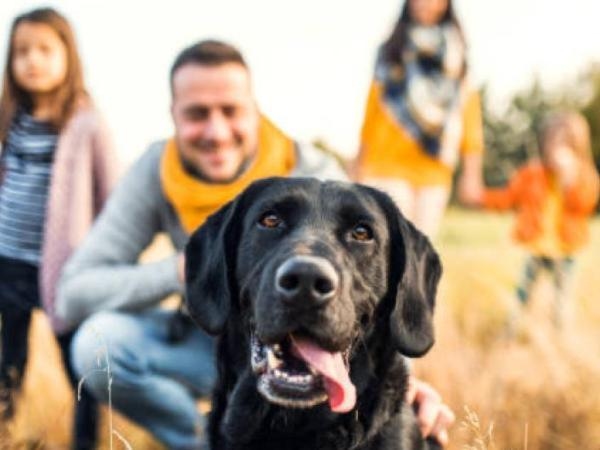 Que signifie psychologiquement rêver de chiens ? Voici ce que dit ChatGPT.