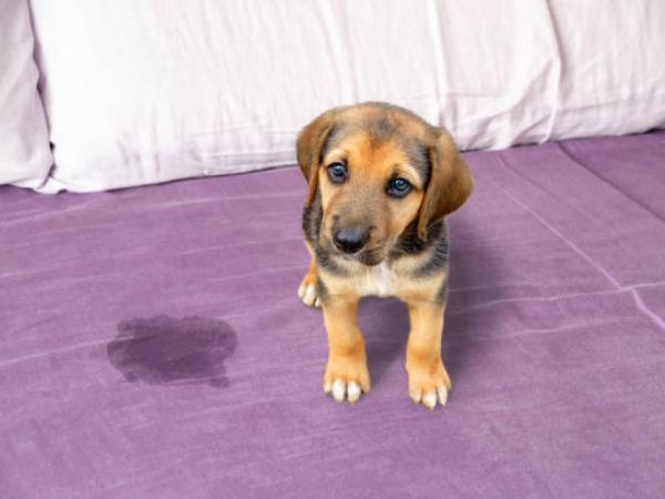 Hızlı ve ucuz: Evinizden köpek idrarı kokusunu giderecek 5 tarif.