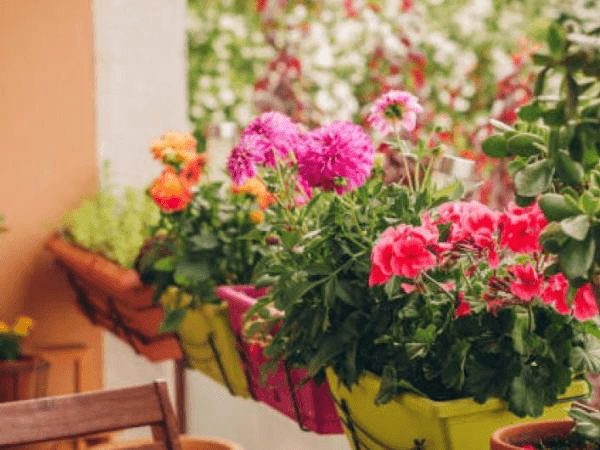 Deze planten kunnen de overvloed uit uw huis verjagen, wees voorzichtig