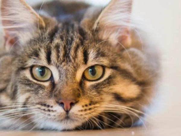 Wat betekent het volgens de psychologie als iemand van katten houdt?