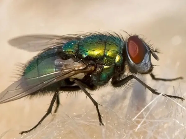 You Won't Like It: What Happens to Your Food Every Time a Fly Steps on It