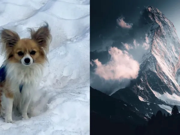 „Bohater”: Chihuahua ratuje właściciela po upadku do lodowca