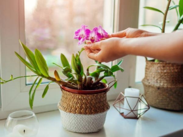 5 plants that will help you have a restful sleep and are also beautiful