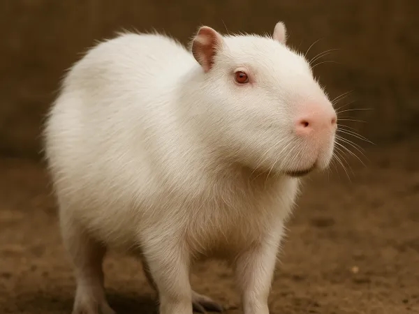 Un capybara albinos repéré dans une réserve naturelle d'Uruguay : à quoi ressemble-t-il ?