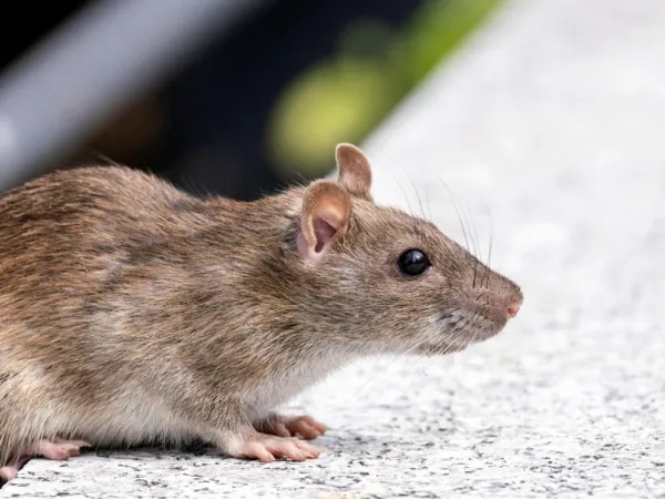Basta con i prodotti chimici: ecco la pianta "ideale" per tenere lontani topi e ratti da casa.