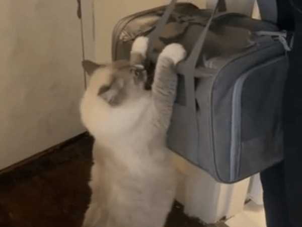 Gata se aferra a sus bebés adoptivos en desgarrador video en redes sociales