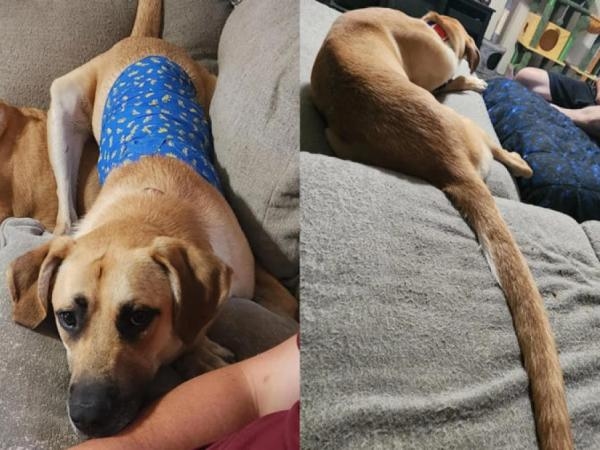 This dog is causing controversy because of its tail: they say it's the longest on the planet.