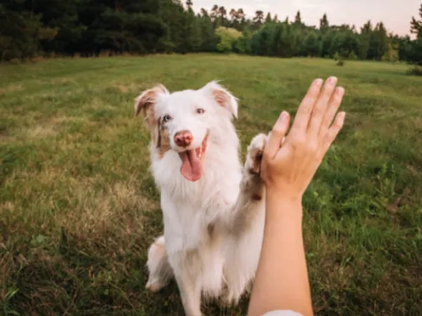 Kiara Law stelt regels en verplichte contracten op voor dierenuitlaters.