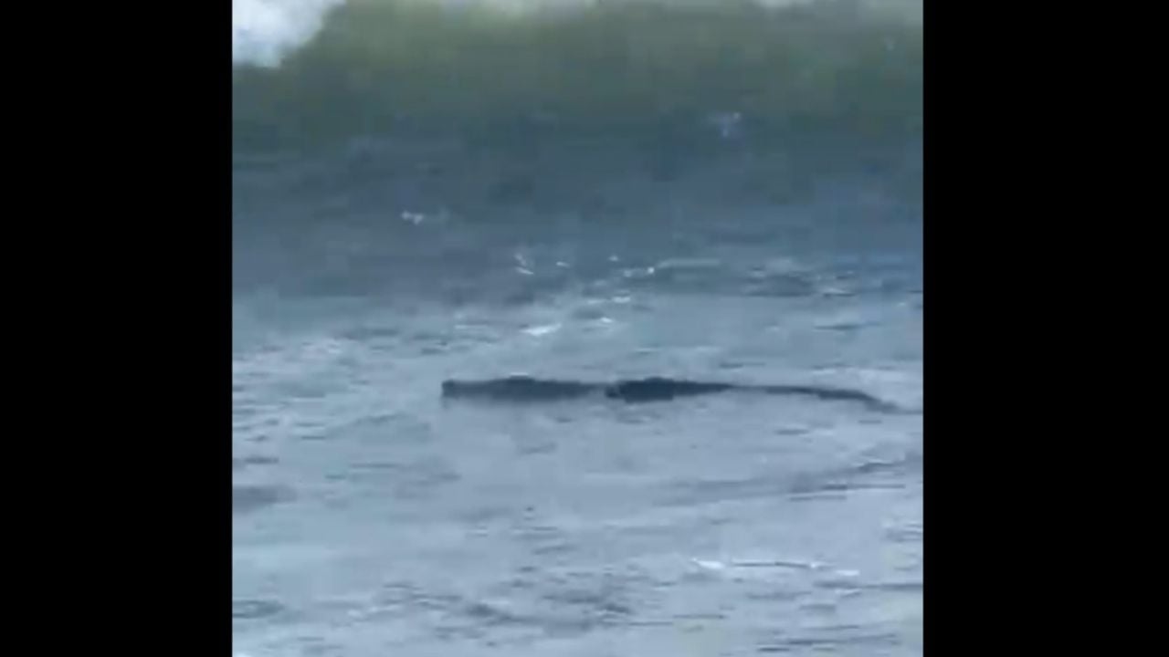 Krokodil gevangen in Diamante-gebied van Acapulco (video)