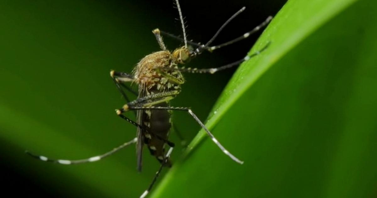 Chikungunya virüsü, Verona'da yeni vakalar: Isola della Scala'da da ilaçlama çalışmaları sürüyor.