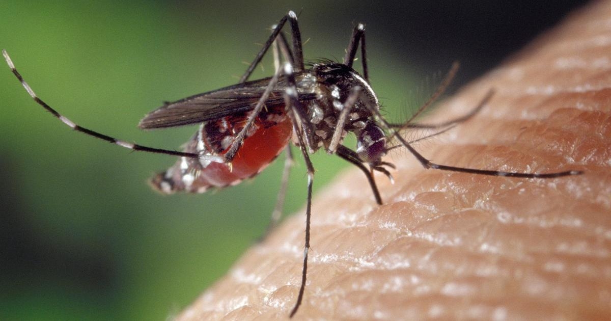 Vírus do Nilo Ocidental: Quarta vítima no Lácio. Itália lidera a Europa em número de infecções.