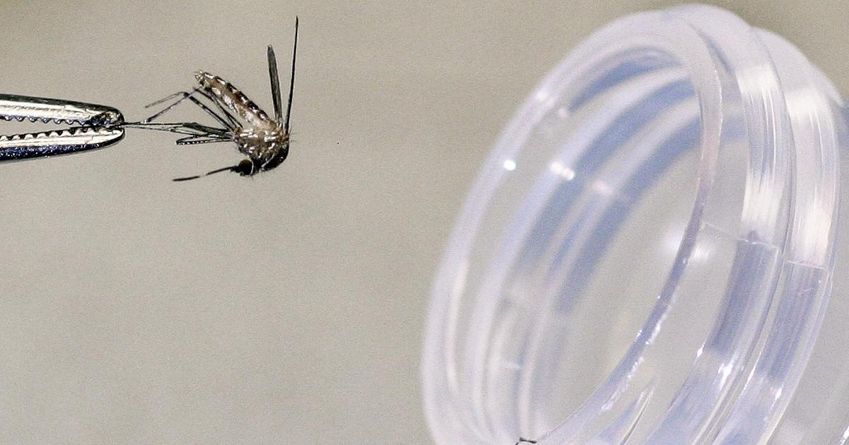 Cas de virus du Nil occidental dans le Latium, le Piémont, l'Émilie et la Vénétie : « Le virus circule. »