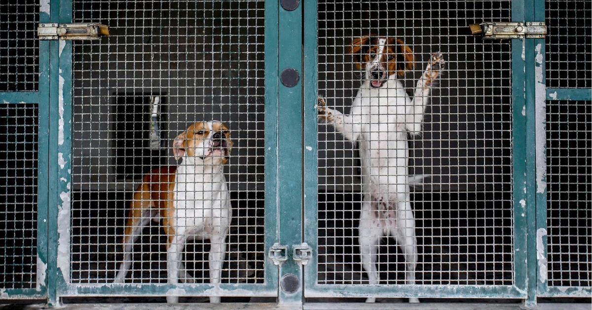 Senado aprueba proyecto de ley para delitos contra animales: penas más duras para quienes los maltraten