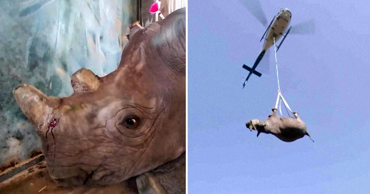 Diezmados por sus cuernos, rescatados en helicóptero: el viaje de los rinocerontes negros hacia una nueva vida