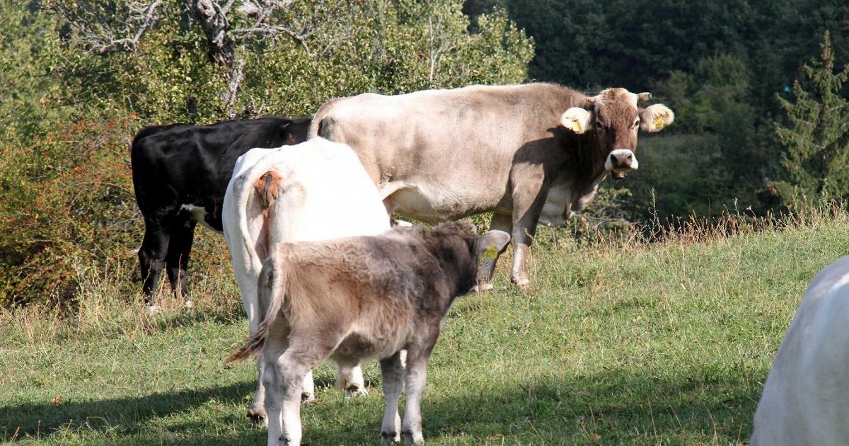 Alarm voor runderdermatitis, eerste bevestigde besmetting in Italië. Zoektocht naar het overbrengende insect.