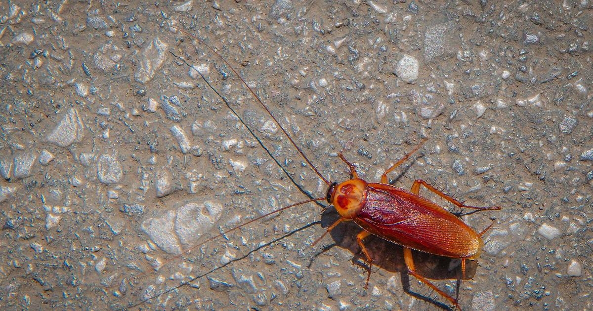 Roma invadida por cucarachas voladoras, un auge en los informes. Expertos: "Es culpa del calor".