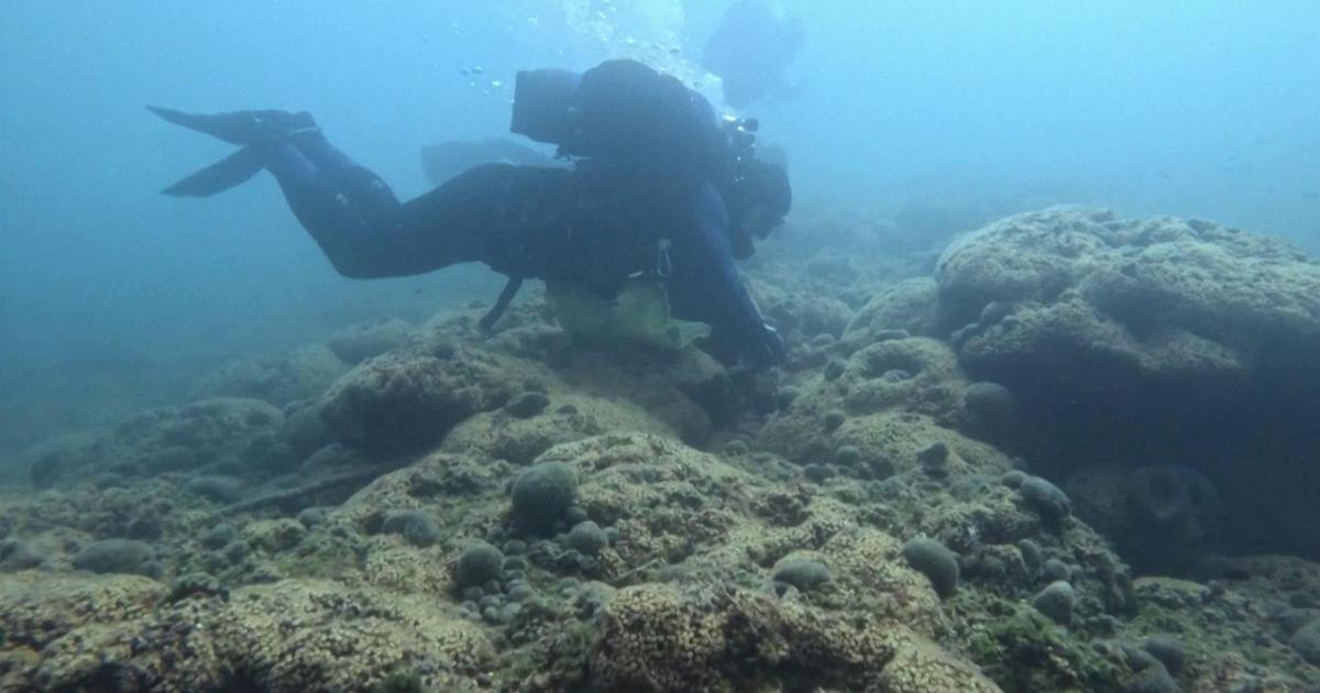 Extreme heat: High temperatures and invasive algae threaten Croatia's largest coral reef.