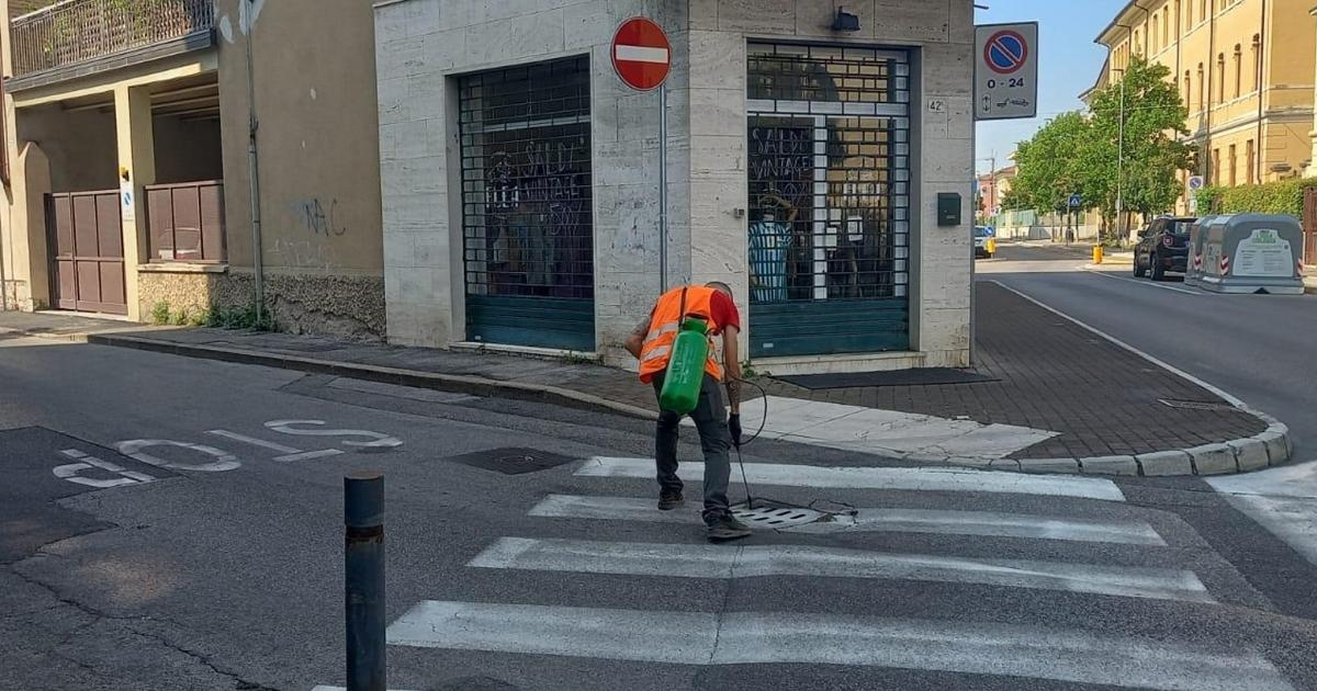 Verona bölgesinde Chikungunya vakaları 46'ya yükseldi: Köy şenlikleri ve kutlamaları askıya alındı.