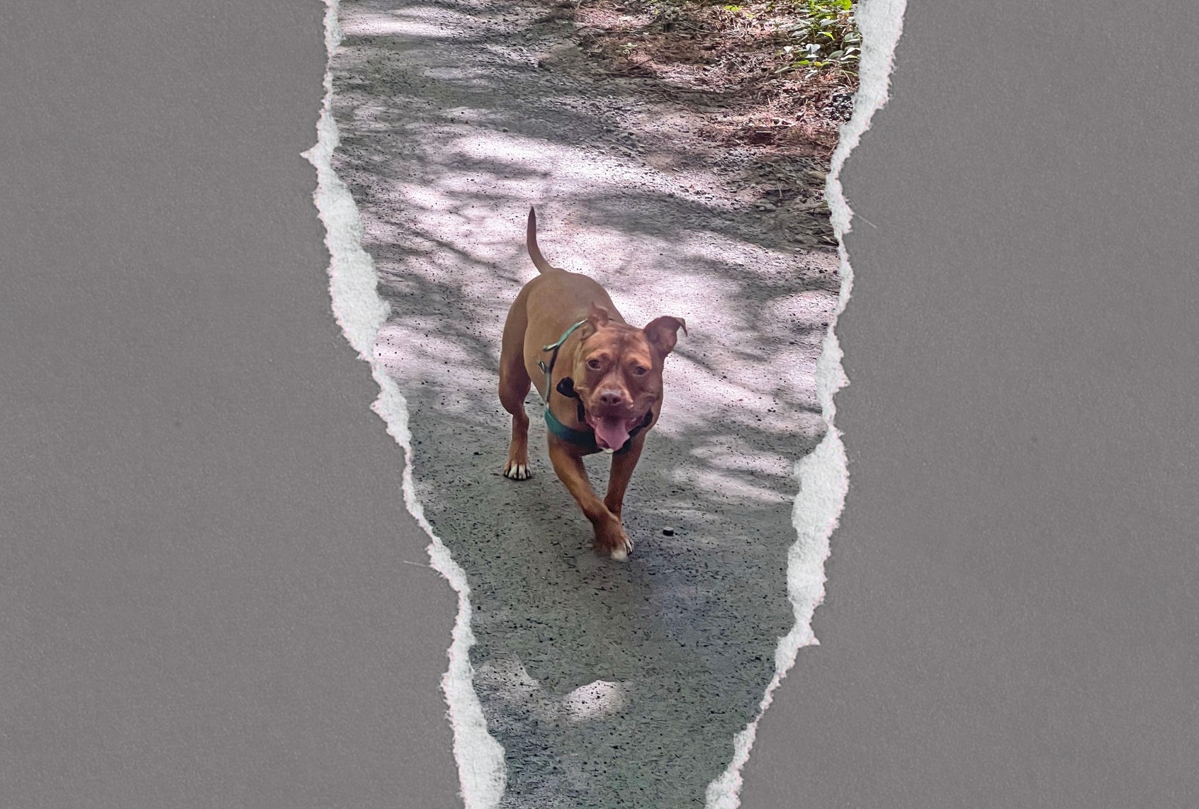 What my reactive dog has taught me about rental culture